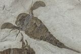 Three Eurypterus (Sea Scorpion) Fossils - New York #236955-2